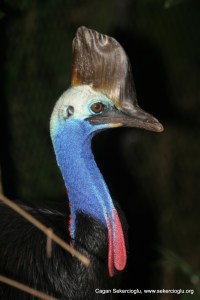 Southern Cassowary
