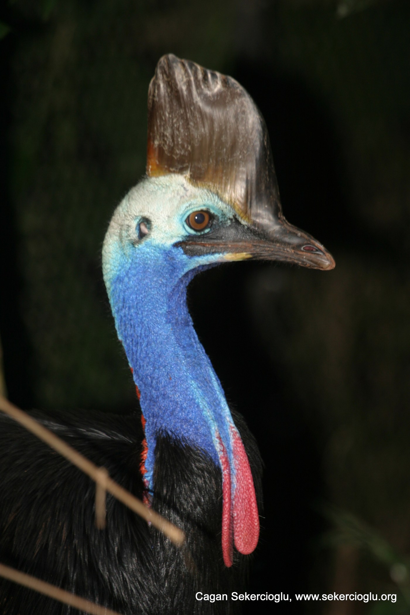 Southern Cassowary