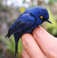 The deep-blue flowerpiercer