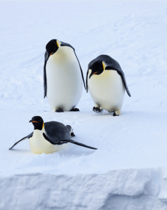 “If sea ice declines at the rates projected by the IPCC climate models, and continues to influence Emperor penguins as it did in the second half of the 20th century in Terre Adélie, at least two-thirds of the colonies are projected to have declined by greater than 50 percent from their current size by 2100,” the study's lead author Stephanie Jenouvrier said. Photo by Peter Kimball, Woods Hole Oceanographic; used with permission.