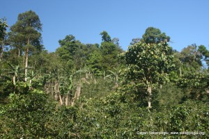 Shade Coffee Nicaragua