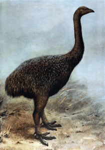 https://en.wikipedia.org/wiki/File:Megalapteryx.png 336px-megalapteryx