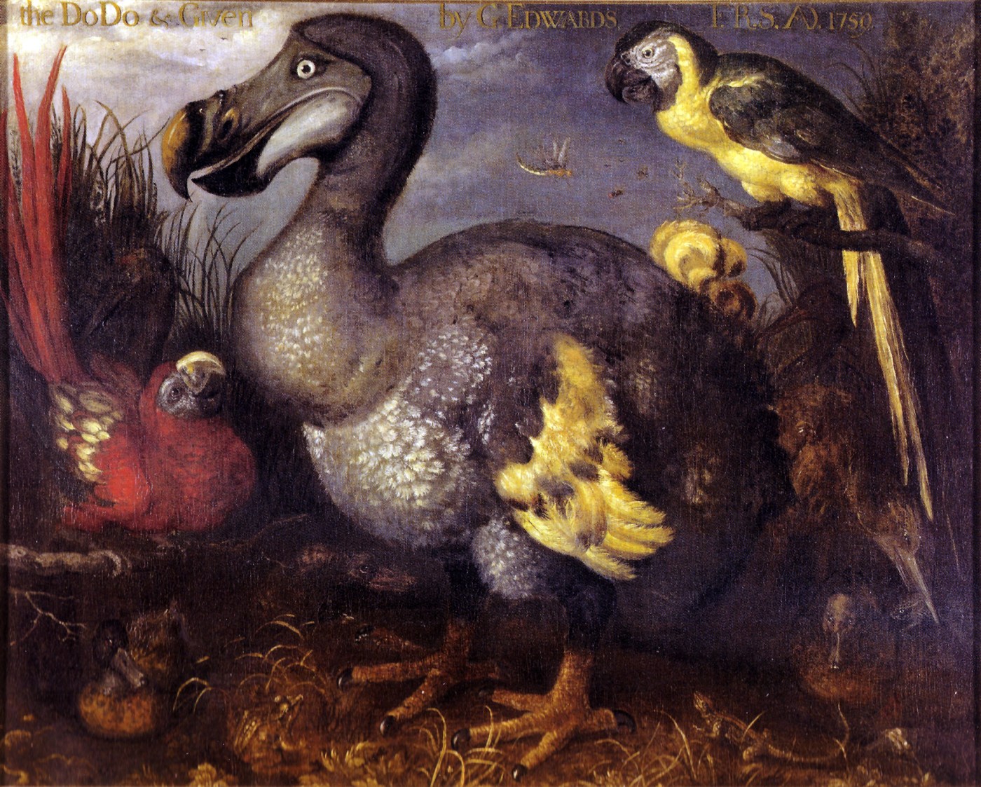 https://commons.wikimedia.org/wiki/File:Edwards%27_Dodo.jpg